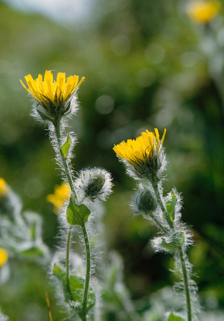 Flowers of Hieracium villosum (Hawkweed)