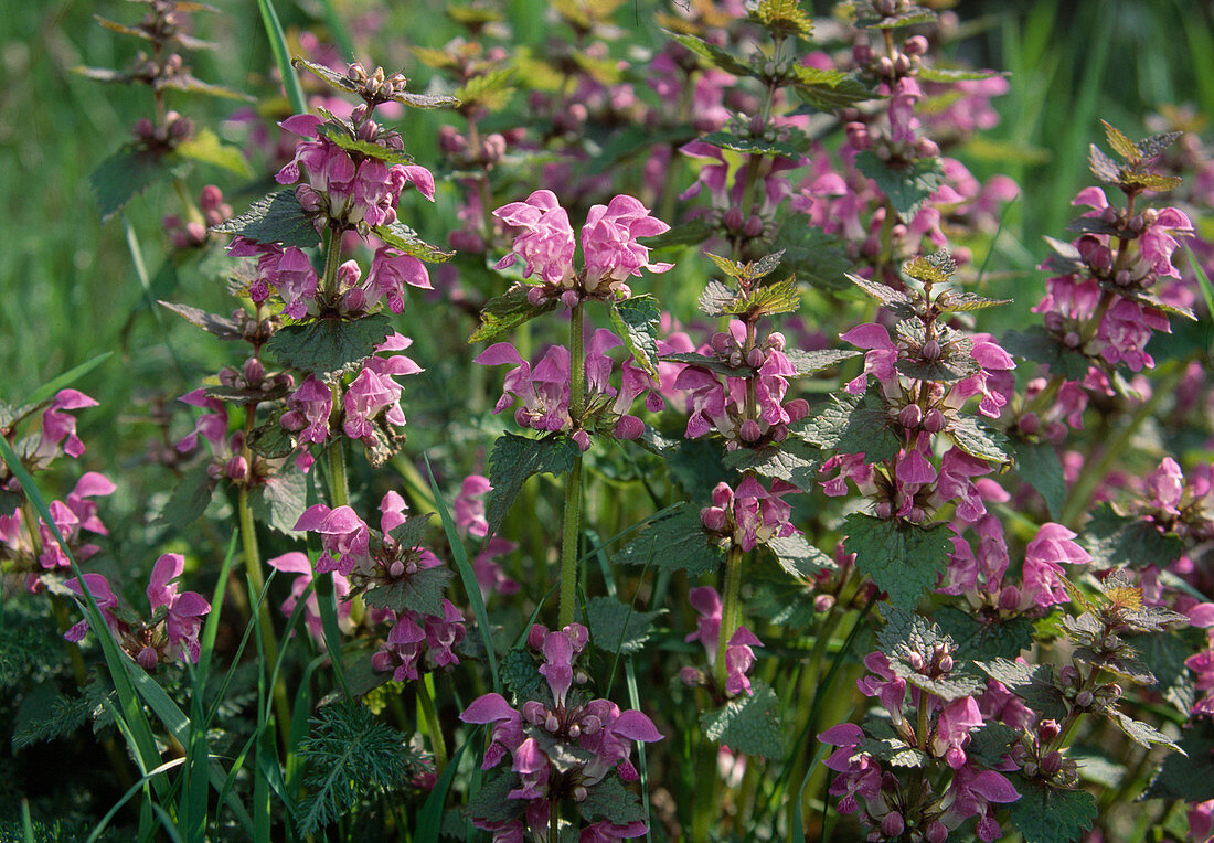 Lamium purpureum (Rote Taubnessel)