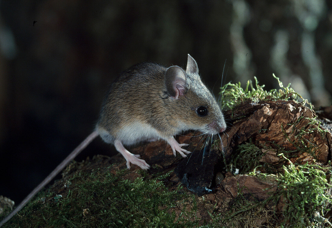 Apodemus flavicollis (yellow-necked mouse)