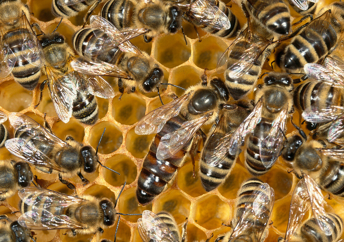 Apis (Honigbienen), Arbeiterinnen und Königin auf Waben