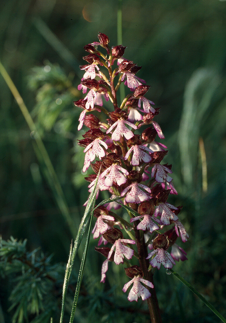 Orchis ustulata (Burning orchid), Monti Sibillini, Apenin, Italy