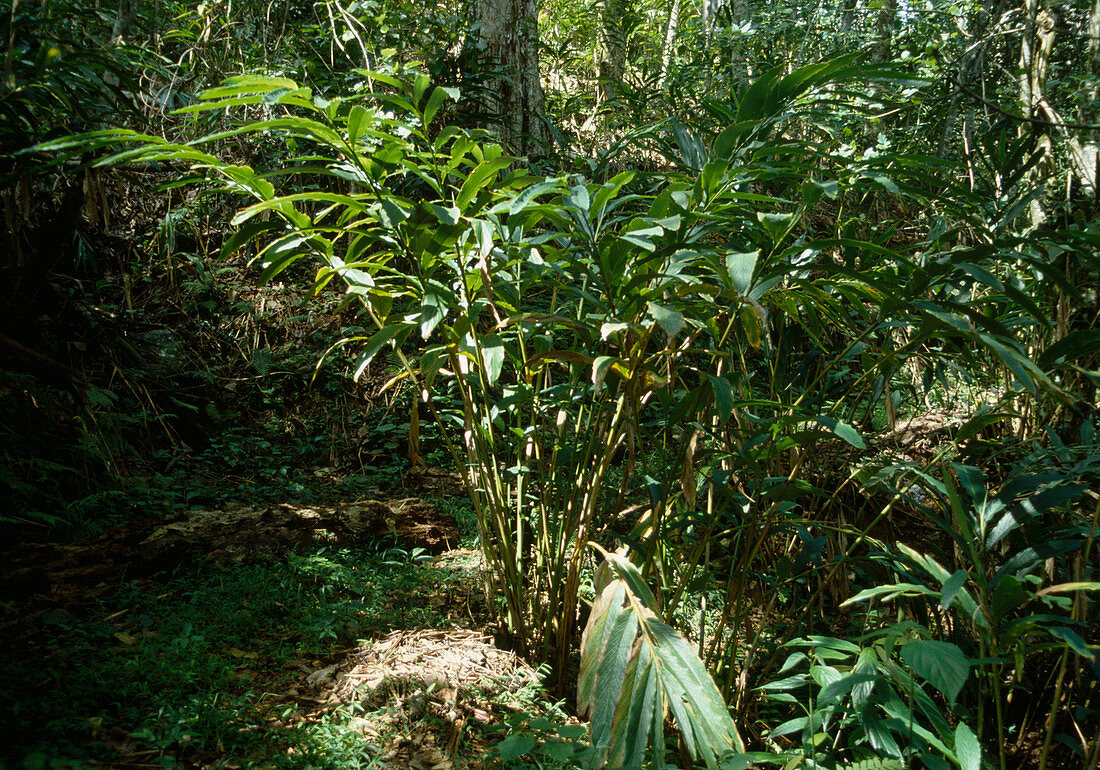 Elettaria (cardamom), whole plant