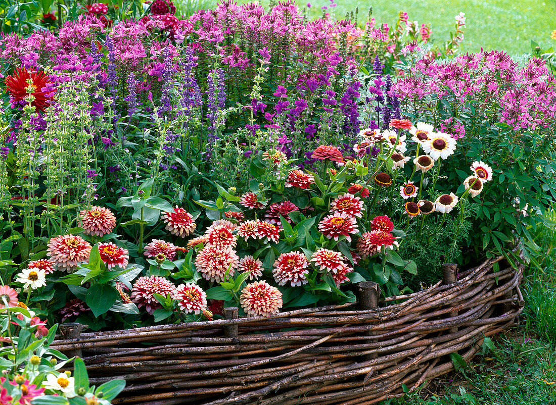 Zinnia 'Swizzle Cherry Ivory' (Zinnia)