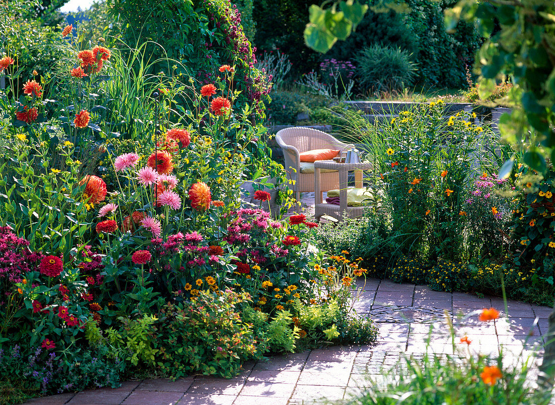 Dahlia 'Lady Darlene' yellow-red, 'Park Princess' pink, 'Renato Tozio'