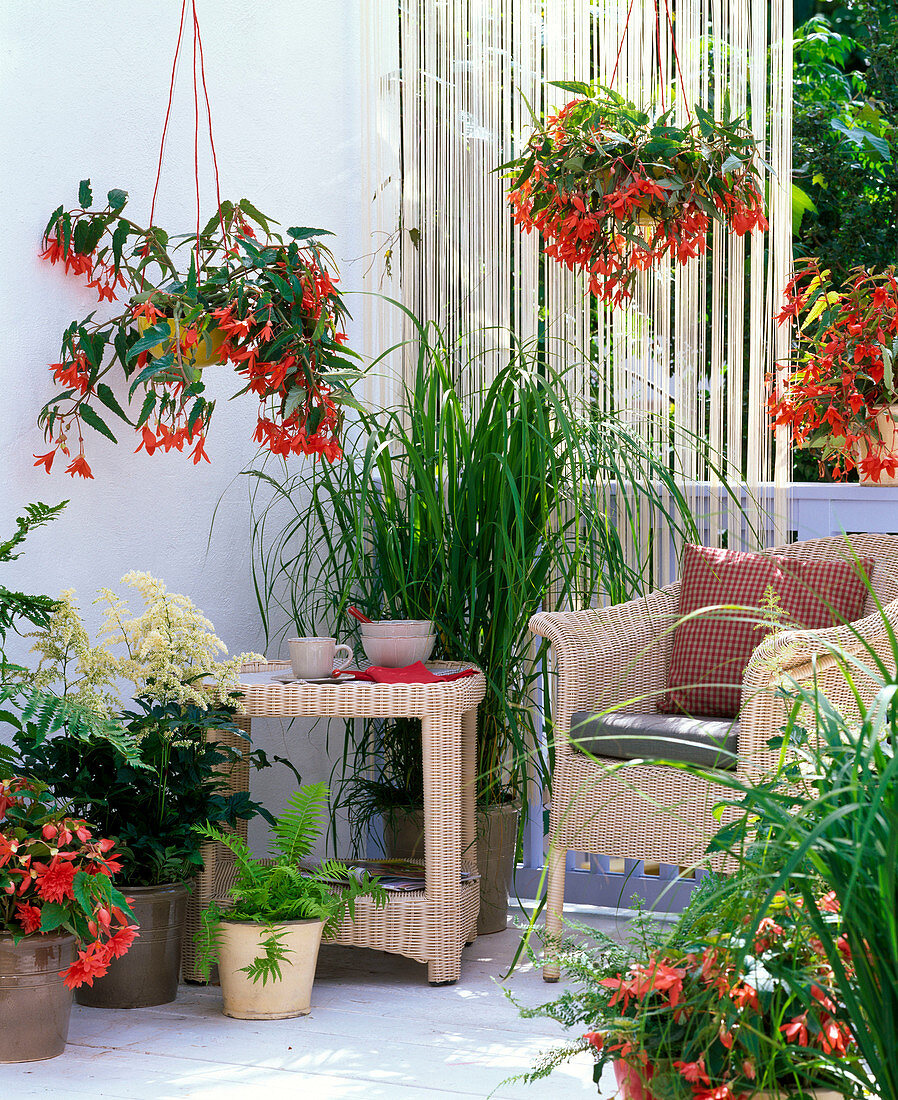 Shade balcony with Begonia Summerwings 'Orange', Belleconia