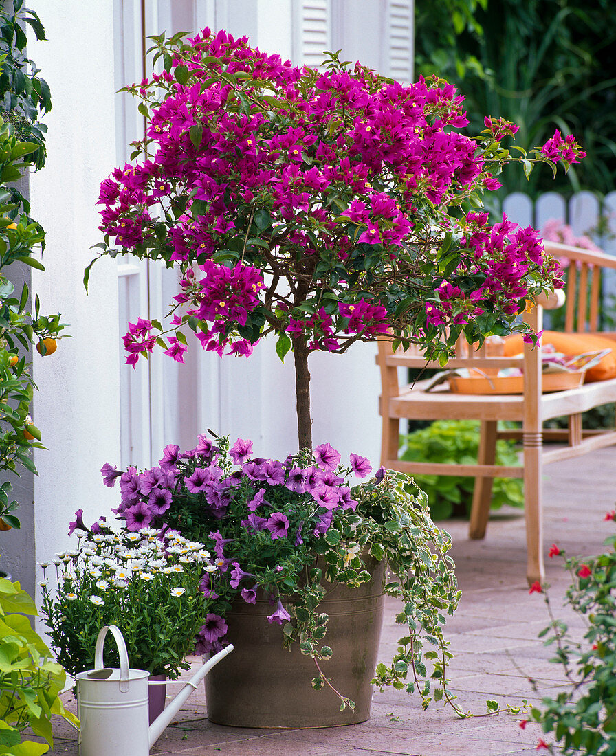 Bougainvillea Stamm unterpflanzt mit Petunia 'Purple Vein'