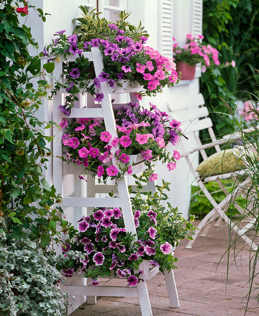 Petunia Calimero 'Blue Vein', 'Candy', 'Maria' (petunia)