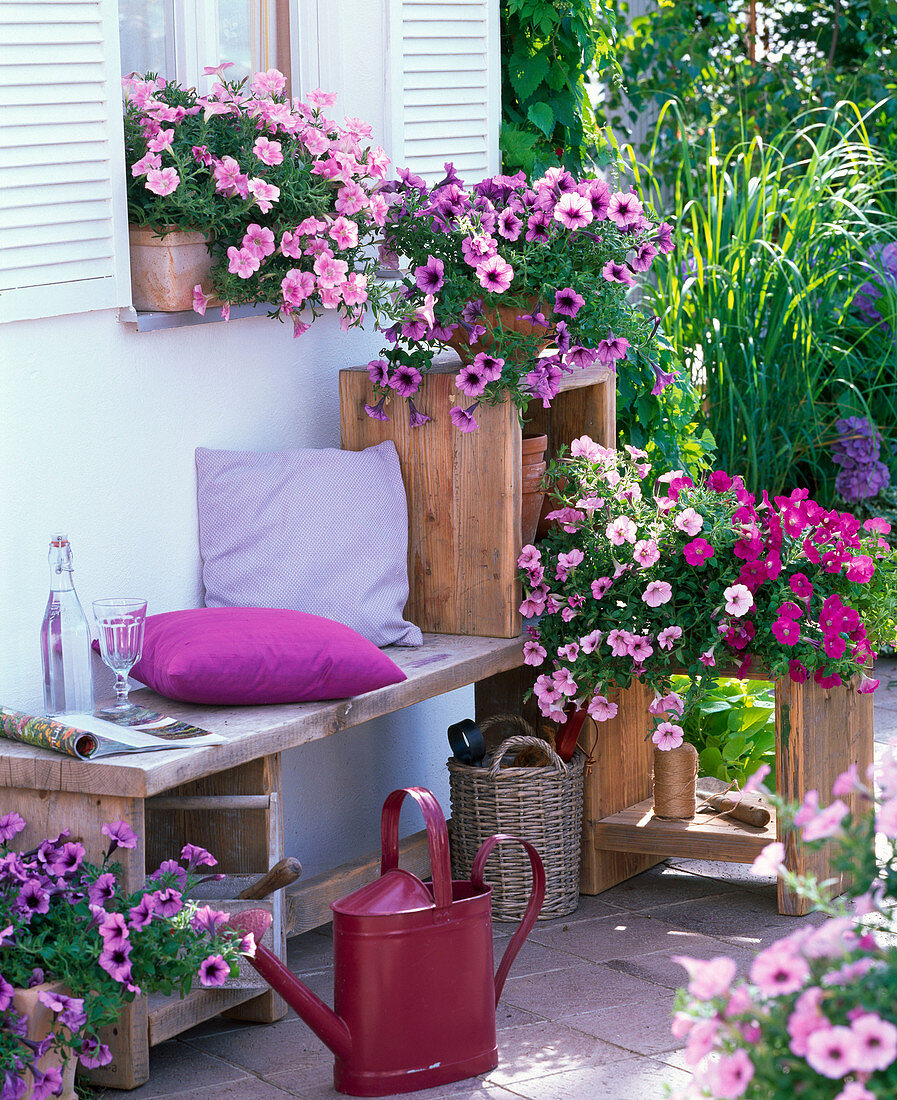 Petunia Sylvana 'Soft Rose', 'Blue Vein', 'Rose', 'Penny Lane'