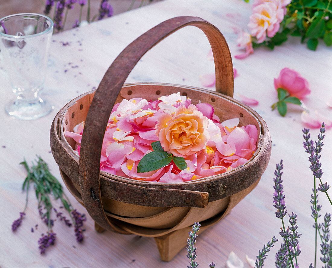 Rosa (Rosen), Blütenblätter und Blüte in Korb