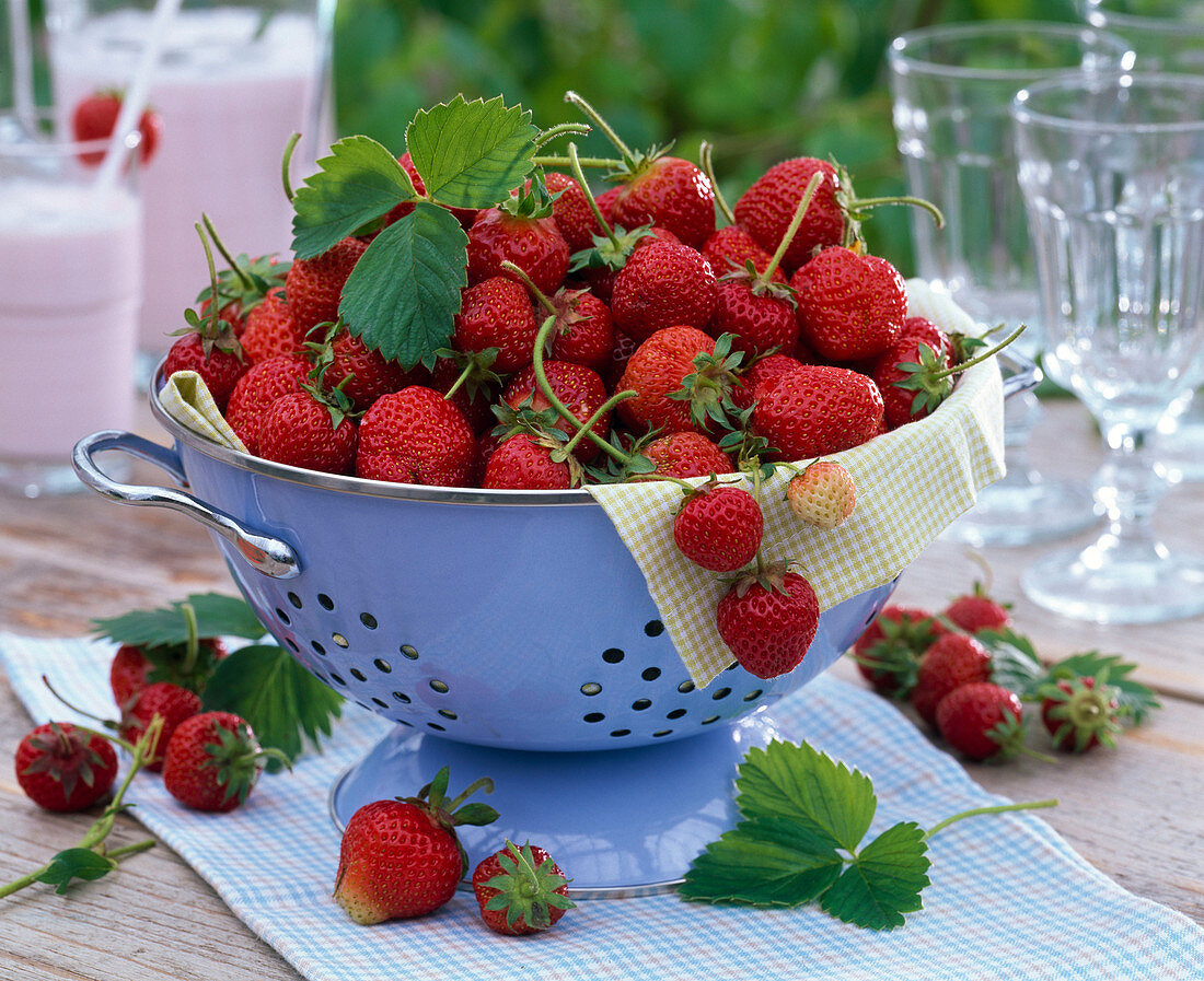 Strawberries freshly harvested in a colander