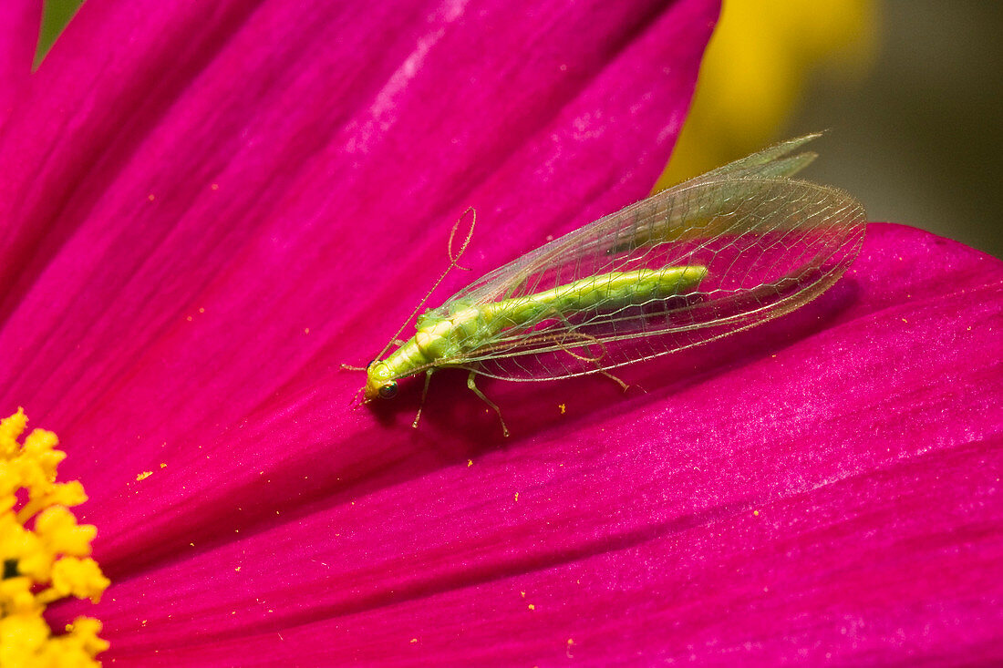 Wothe: Chrysopidae (lacewing, golden eye), important beneficial insect, larvae eat aphids and mites.