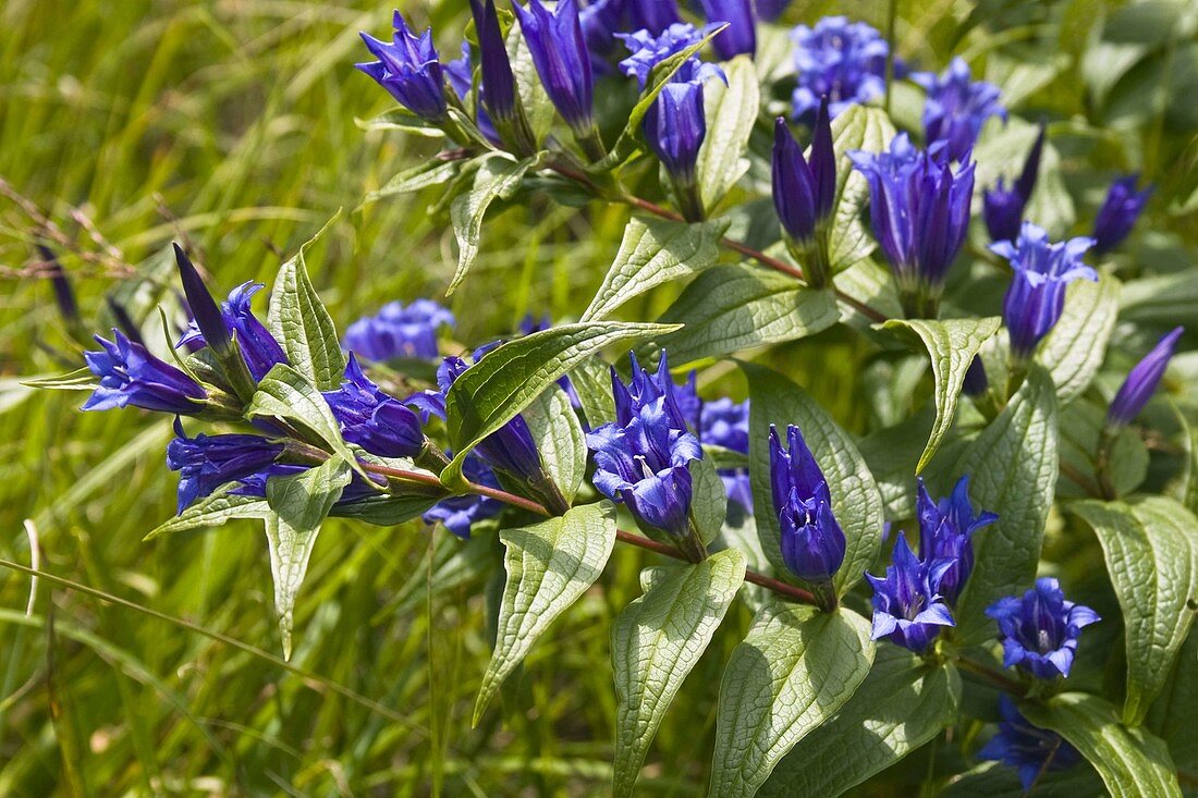 Wothe: Gentiana asclepiadea (Swallow-wort gentian), grows in the foothills of the Alps and flowers from August to October, medicinal plant