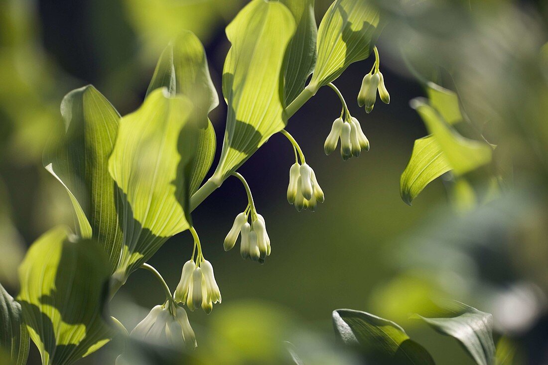 Wothe: Polygonatum odoratum (Vielblütiges Salomonsiegel, Vielblütige Weißwurz)