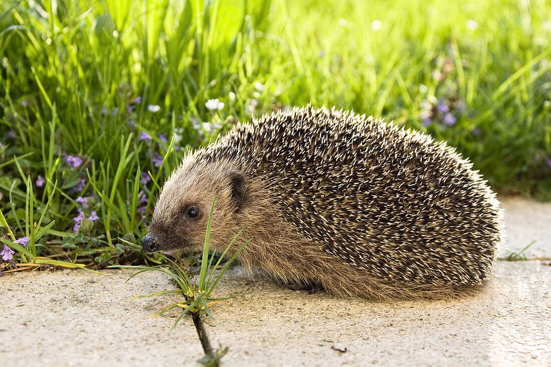 Wothe: Erinaceidae (hedgehog)