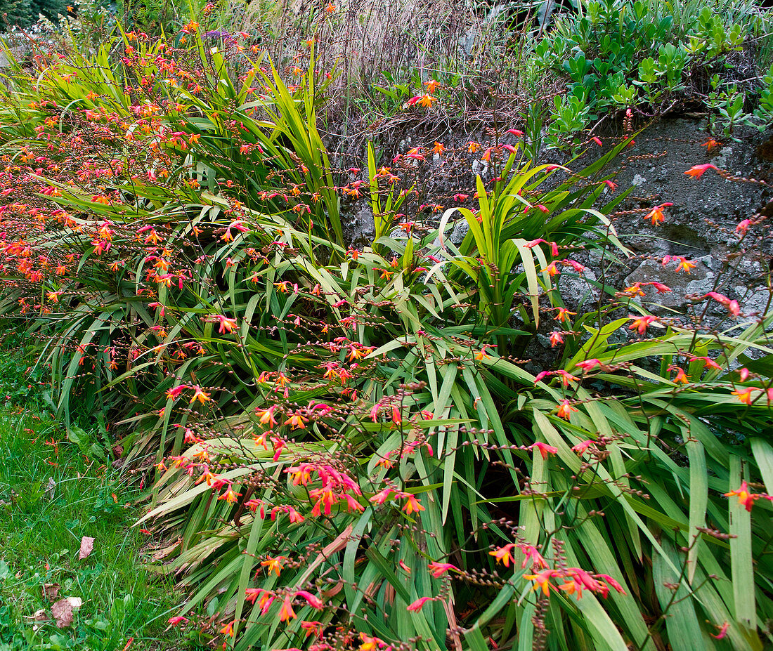 Crocosmia (Montbretie)