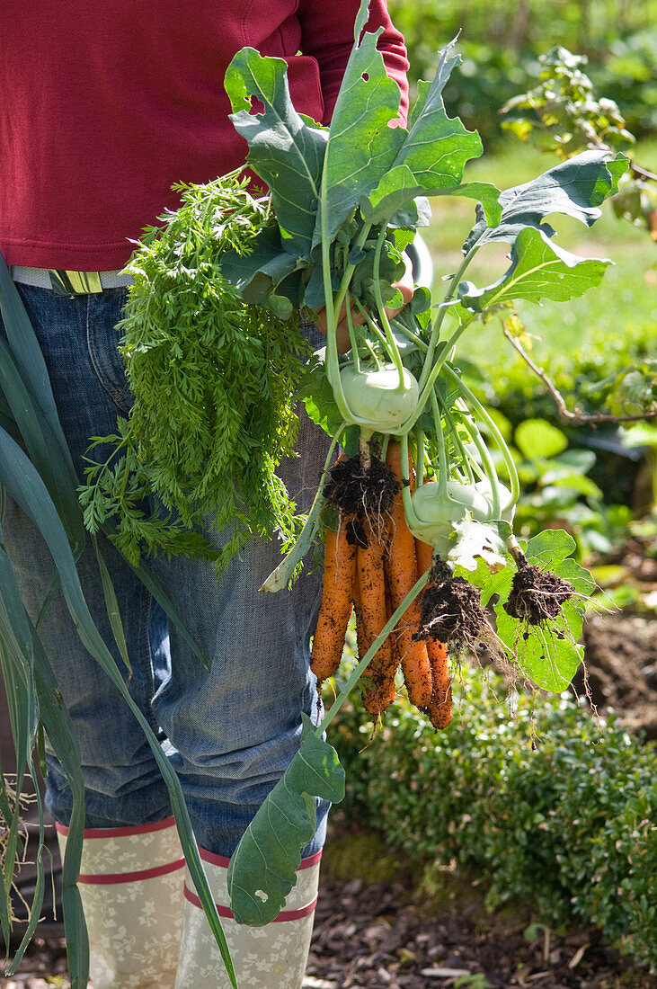 Woman with freshly harvested Daucus carota (carrots)