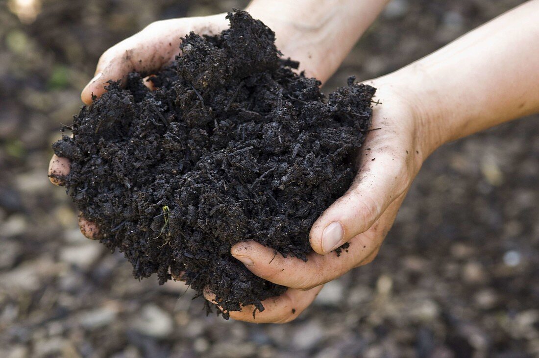 Hands with compost