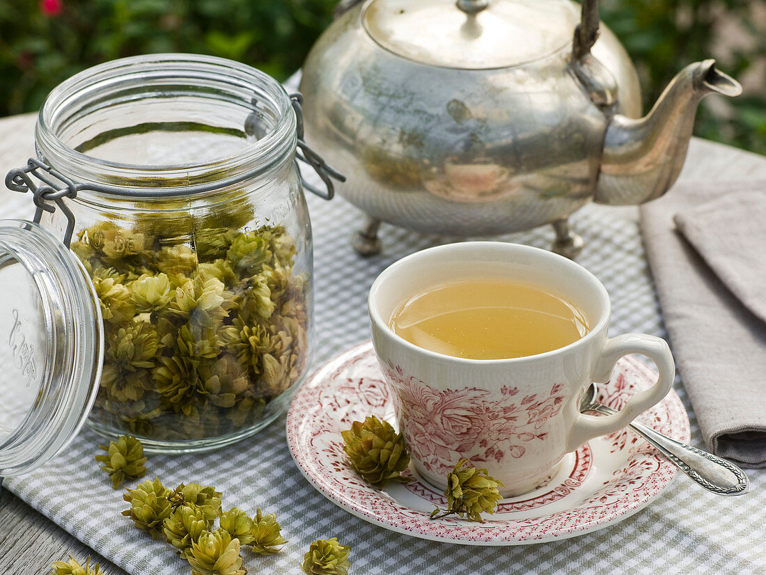 Tee aus Humulus lupulus (Hopfen) beruhigt Nerven und Magen