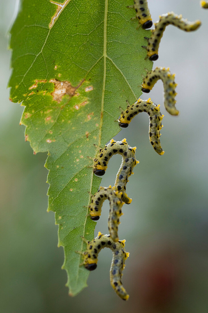 The caterpillars of the broad-footed birch leaf wasp