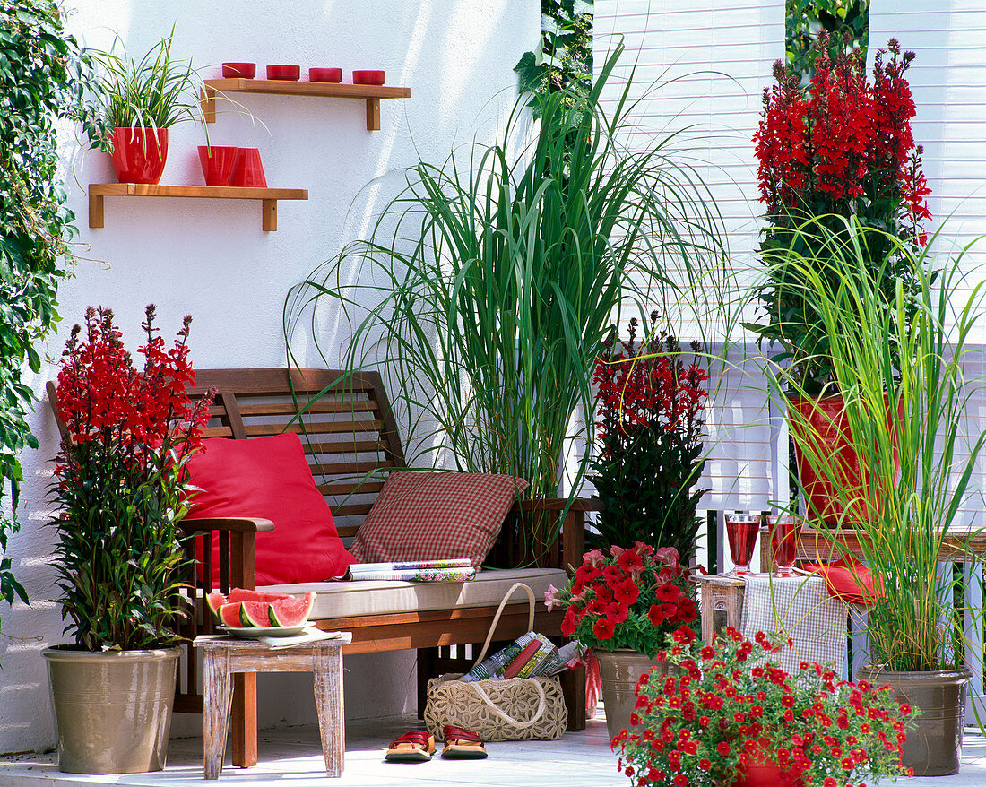 Lobelia speciosa Fan 'Scarlet' (Stauden - Männertreu)