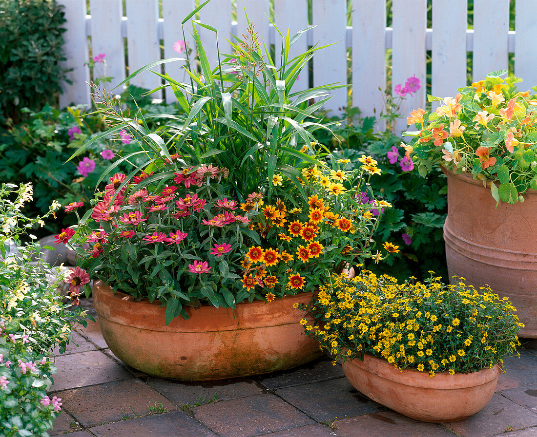 Zinnia elegans Profusion 'Cherry', Haageana 'Perserteppich'