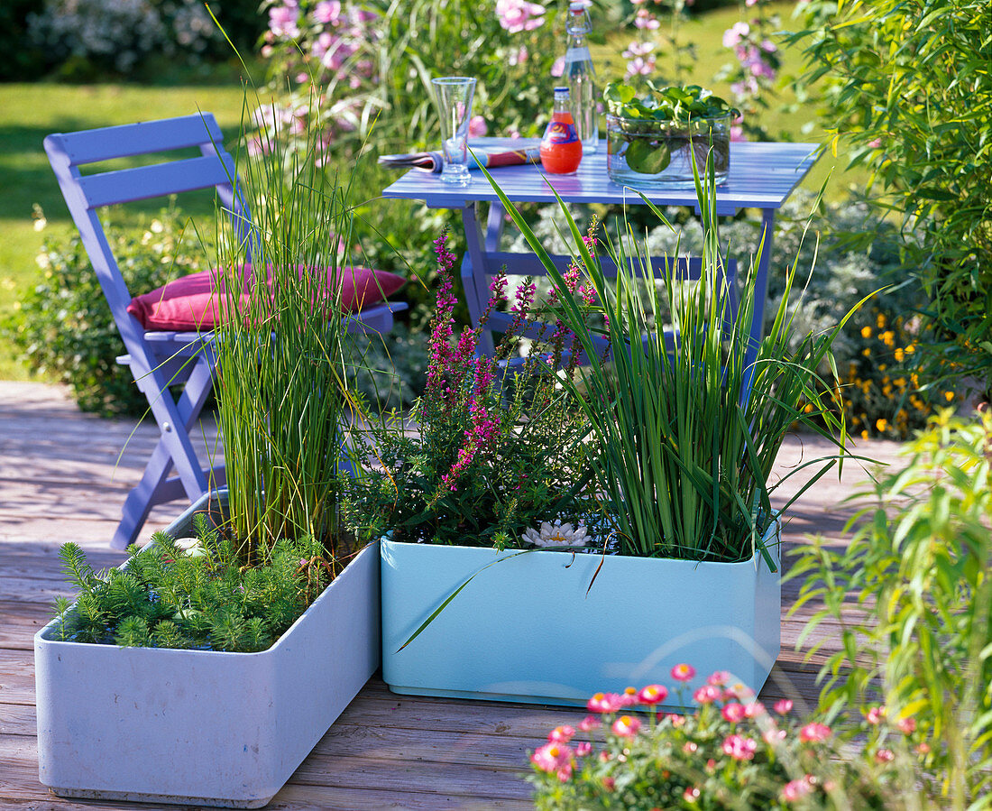 Plastic pails as mini-ponds