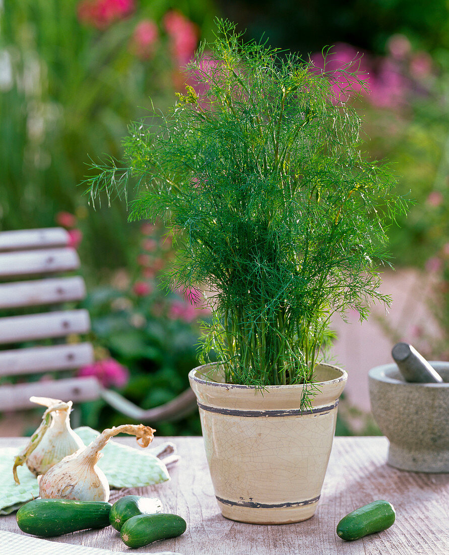 Anethum (dill) in a planter, cucumbers and onions on the table