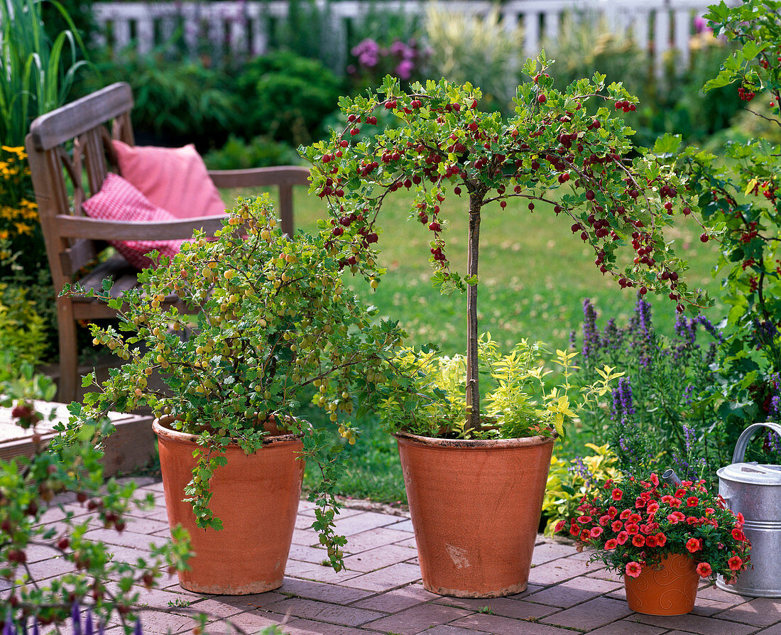 Ribes ''Hinnomäki'' (Rote Stachelbeere) unterpflanzt