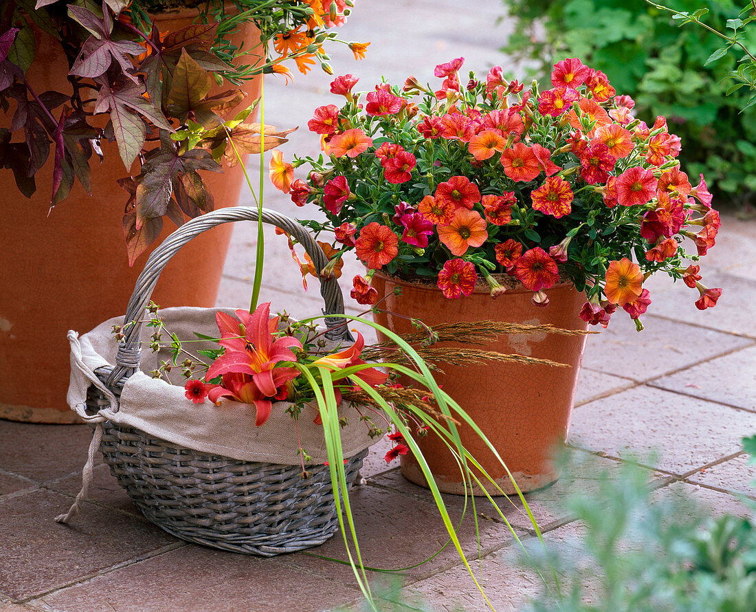 Calibrachoa Million Bells 'Crackling Fire' (Magic Bells)