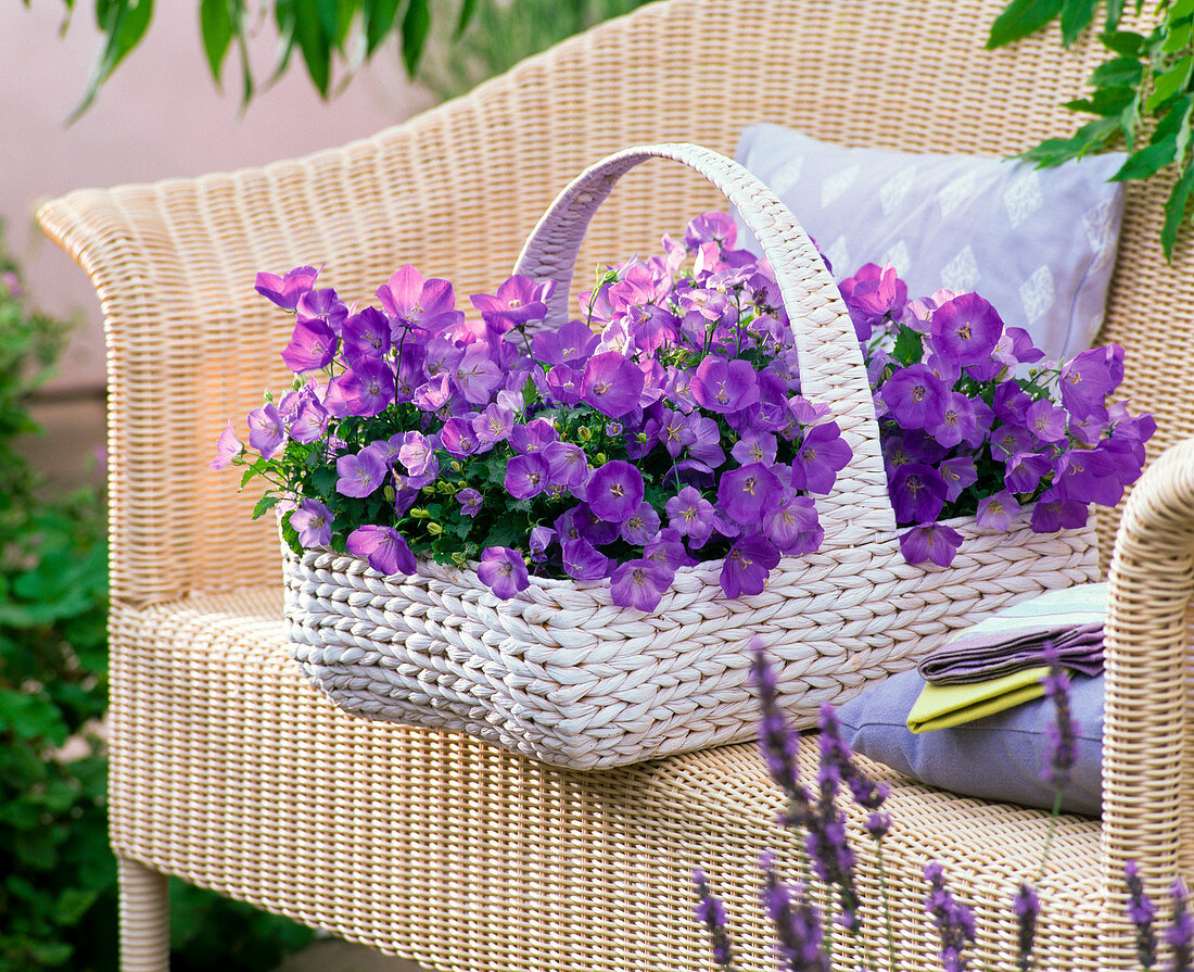 Campanula carpatica 'Blaue Clips' (Karpaten - Glockenblumen)