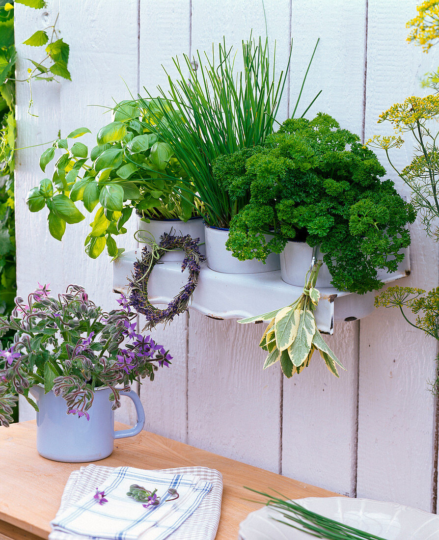 Herbs in enamelled pots in enamelled wall shelf