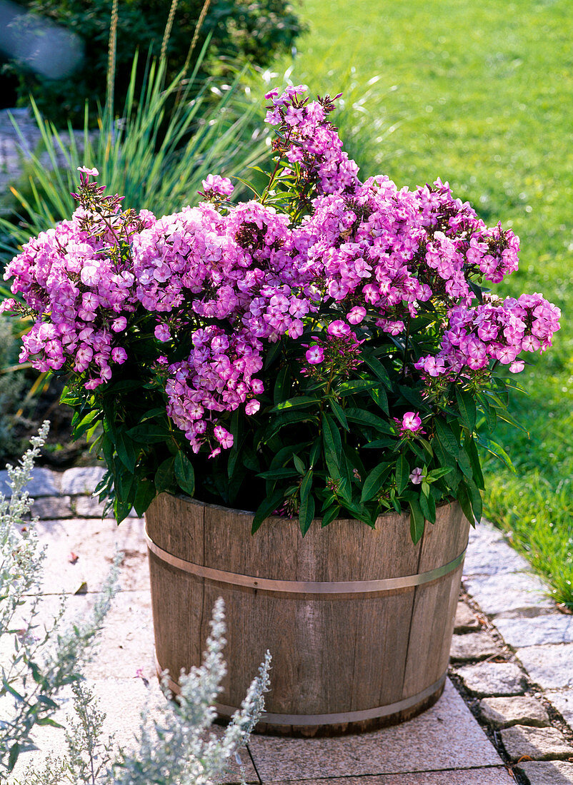 Phlox paniculata 'W. Kesselring (Phlox) in wooden tub