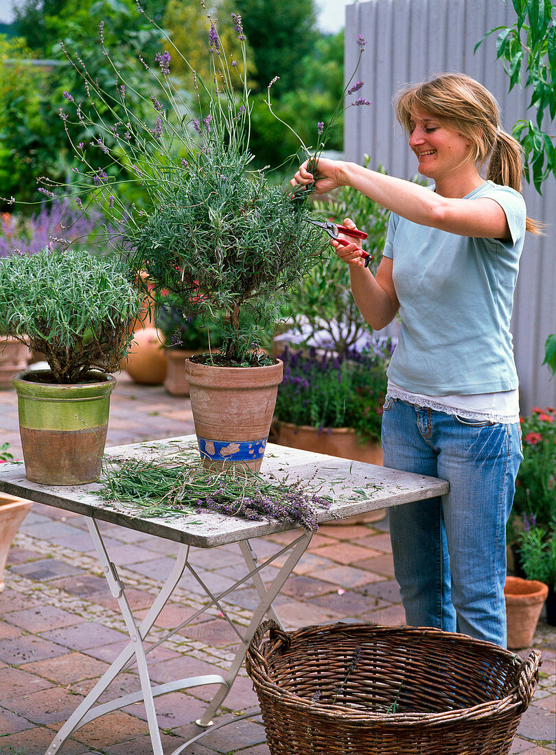 Woman cutting Lavandula (lavender stems)