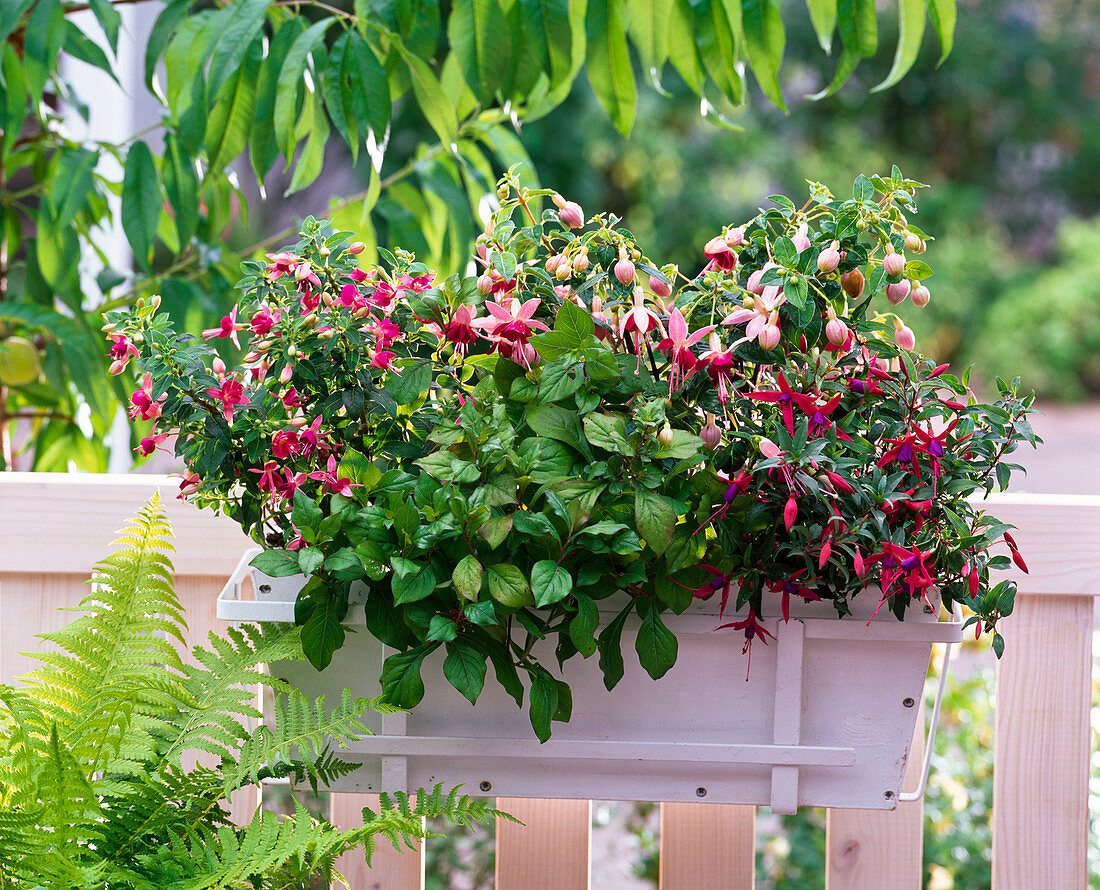 Fuchsia 'Cherry Paula Jane' 'Suncarlos' (Fuchsias)