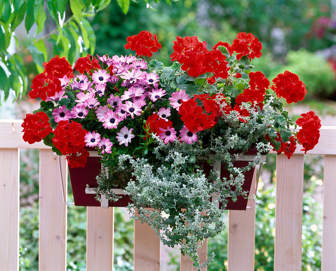 Pelargonium Little Lady 'Scarlet' (Mini Geranium)