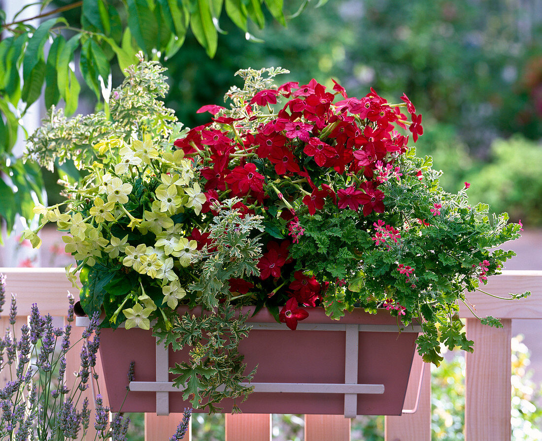 Nicotiana Tuxedo 'Lime Green' 'Red' (Ziertabak), Pelargonium