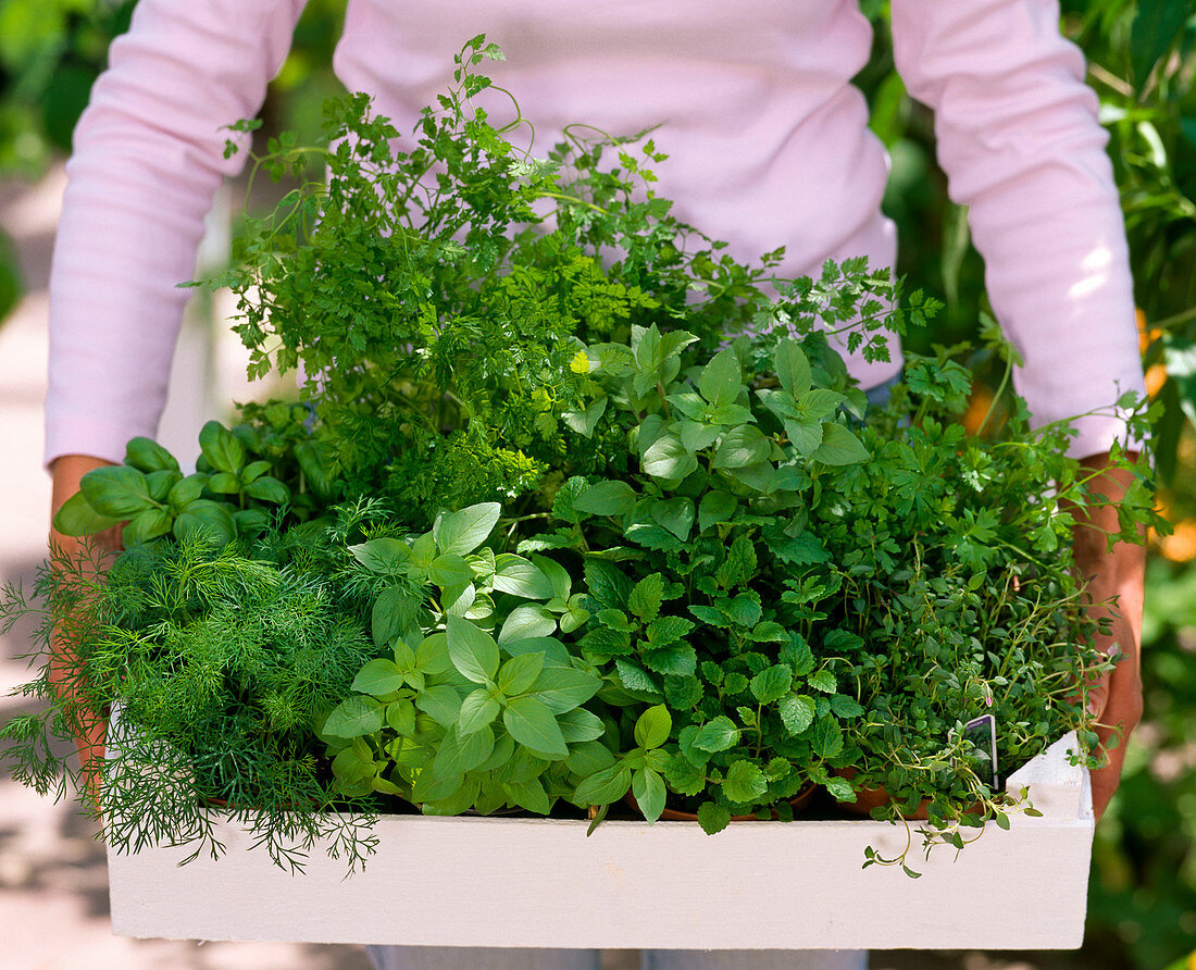 White fruit stalks with herb pots