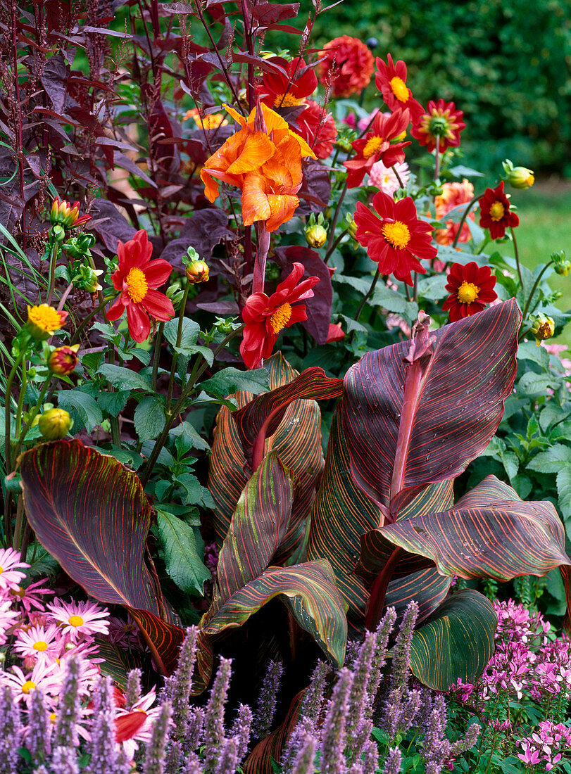 Canna indica 'Tropicana' (Indisches Blumenrohr), Dahlia