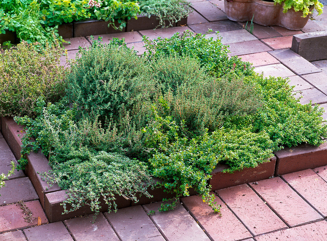 Herb bed with clinker edging