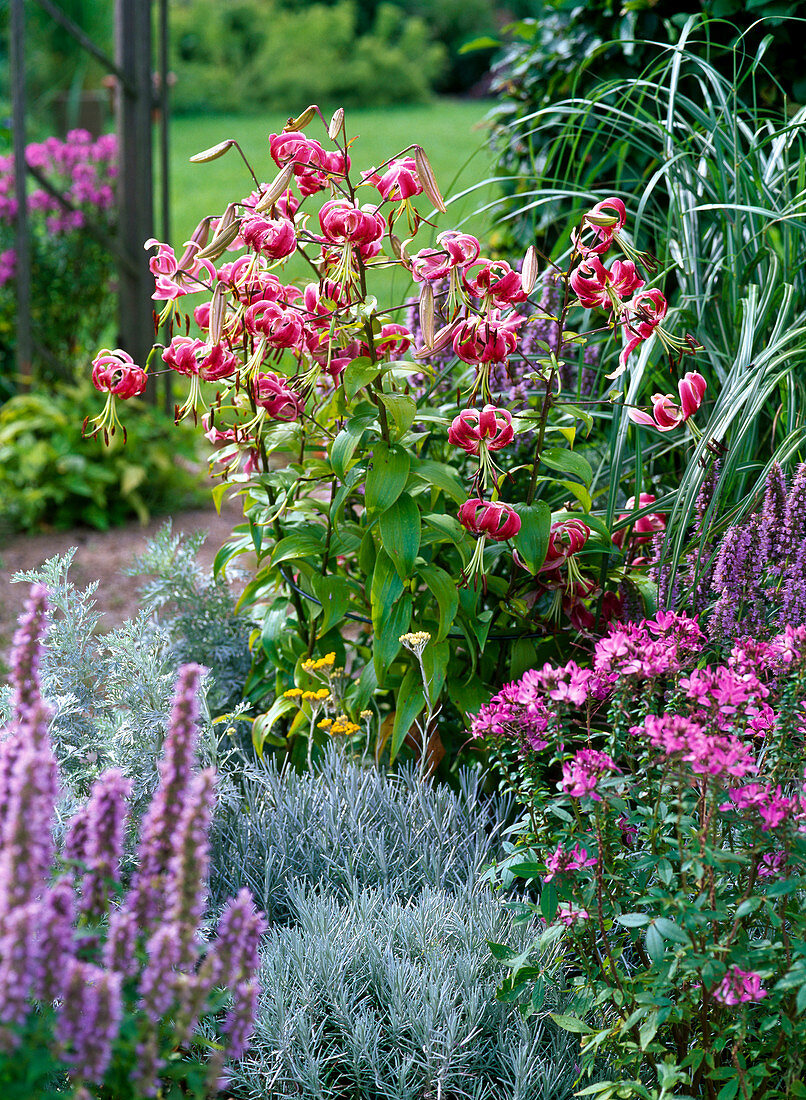 Lilium 'Black Beauty' (Turk's-collar lilies), Helichrysum italicum