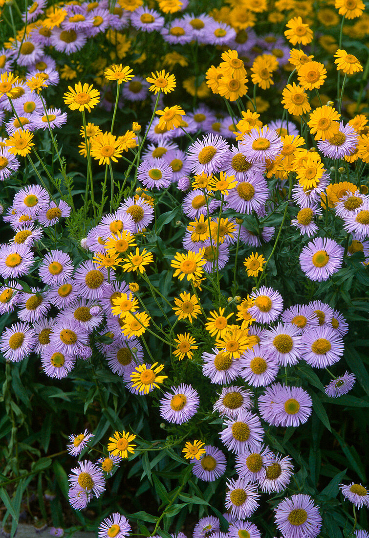 Erigeron 'Prosperity' (Feinstrahlaster), Anthemis (Färberkamille)