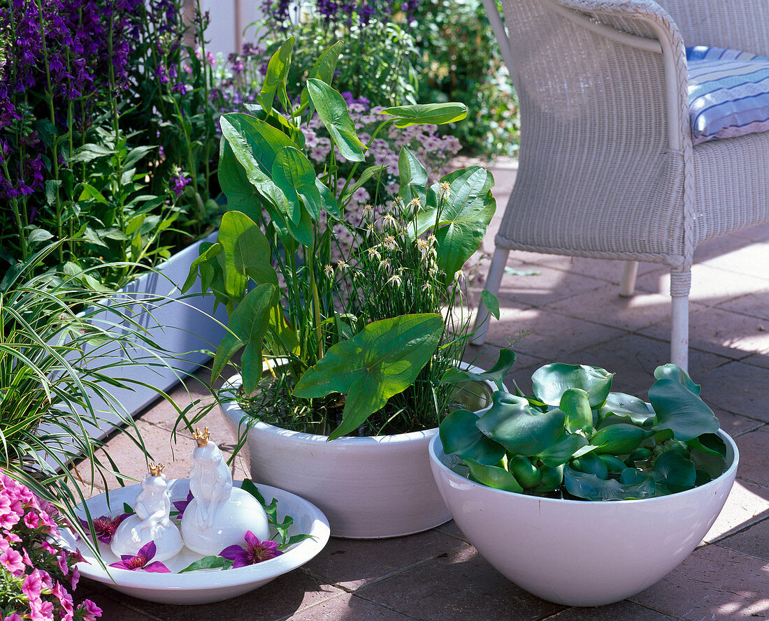 White bowls as miniature ponds