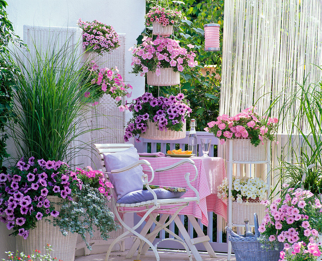 Petunias balcony