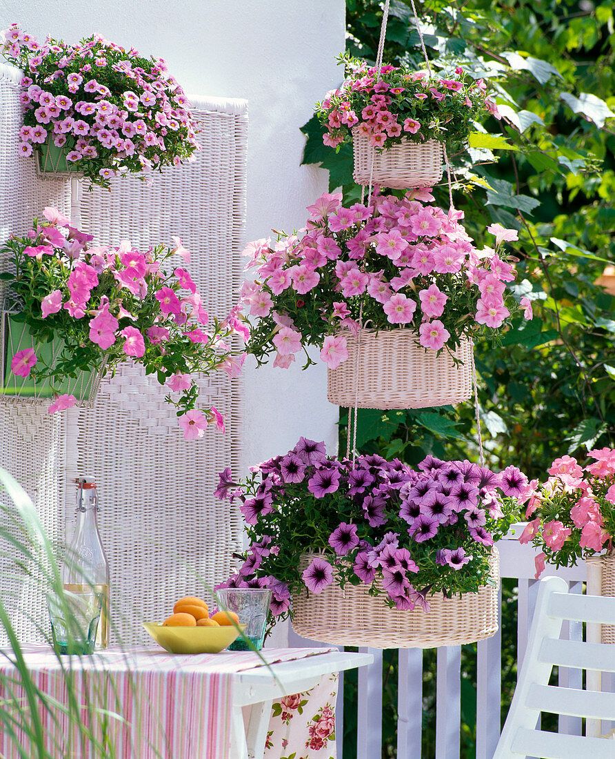 Petunias balcony