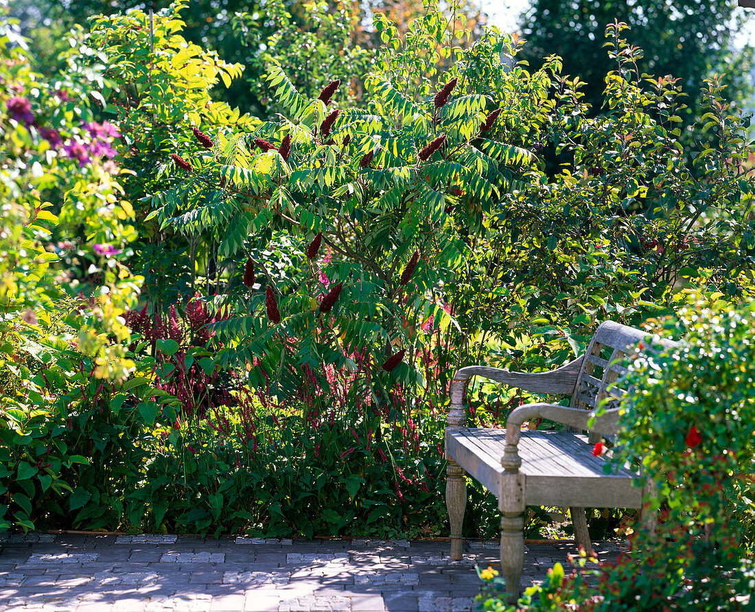 Rhus typhina (Vinegar tree), Polygonum amplexicaule 'Atropurpureum'