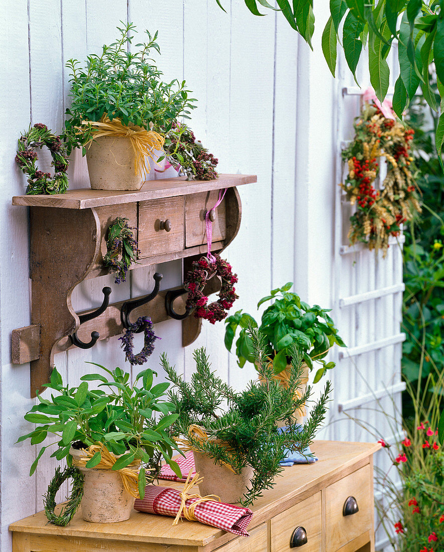 Salvia officinalis (sage), Rosmarinus (rosemary), Ocimum