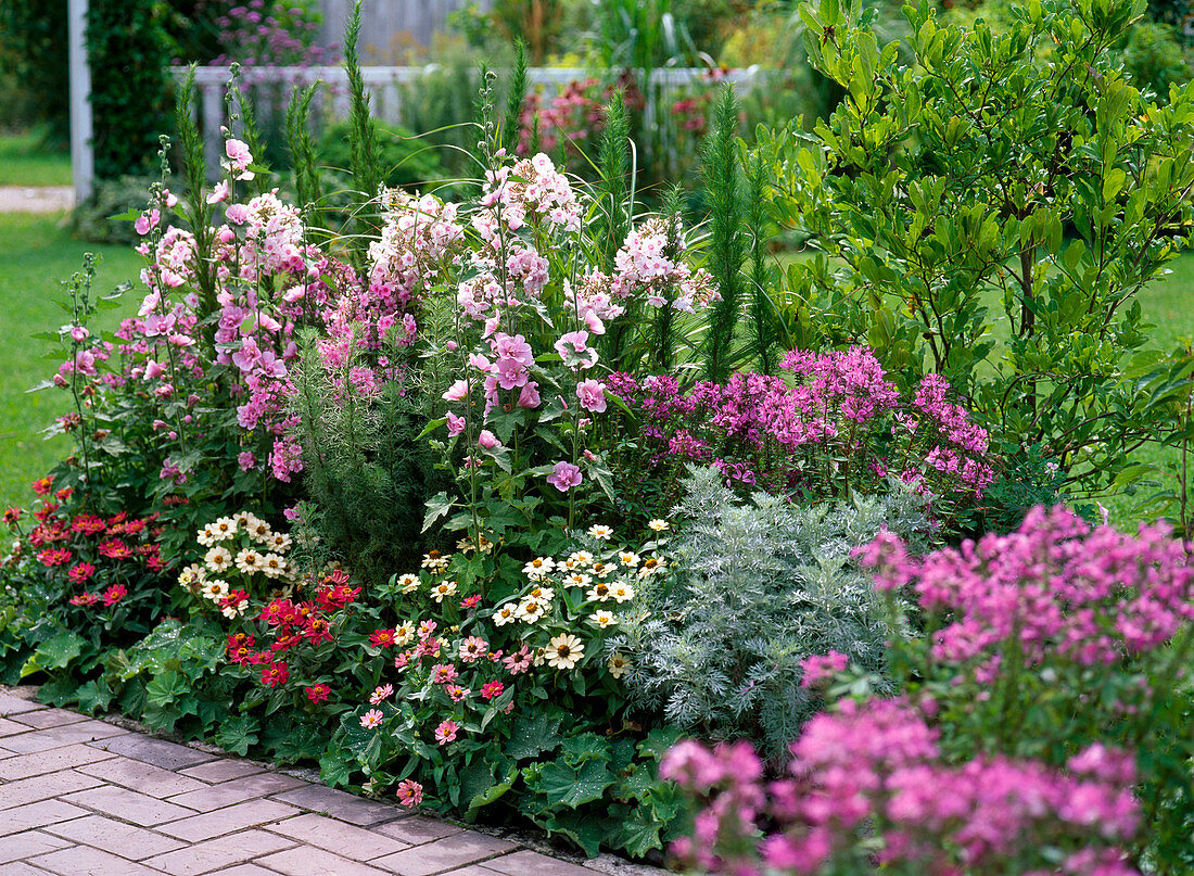 Phlox 'Kirmesländler Landhochzeit' (Flammenblumen), Alcea