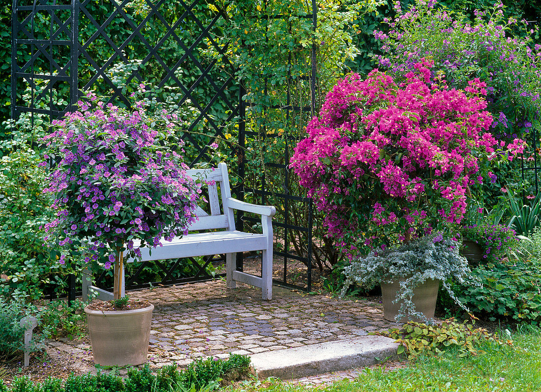 Solanum rantonnetii (Enzianbaum), Bougainvillea unterpflanzt