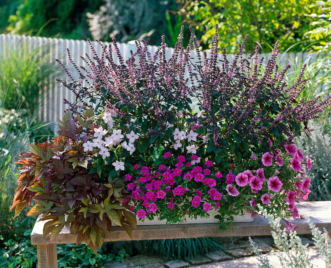 Ocimum 'African Blue' (shrub basil), Ipomoea Sweet