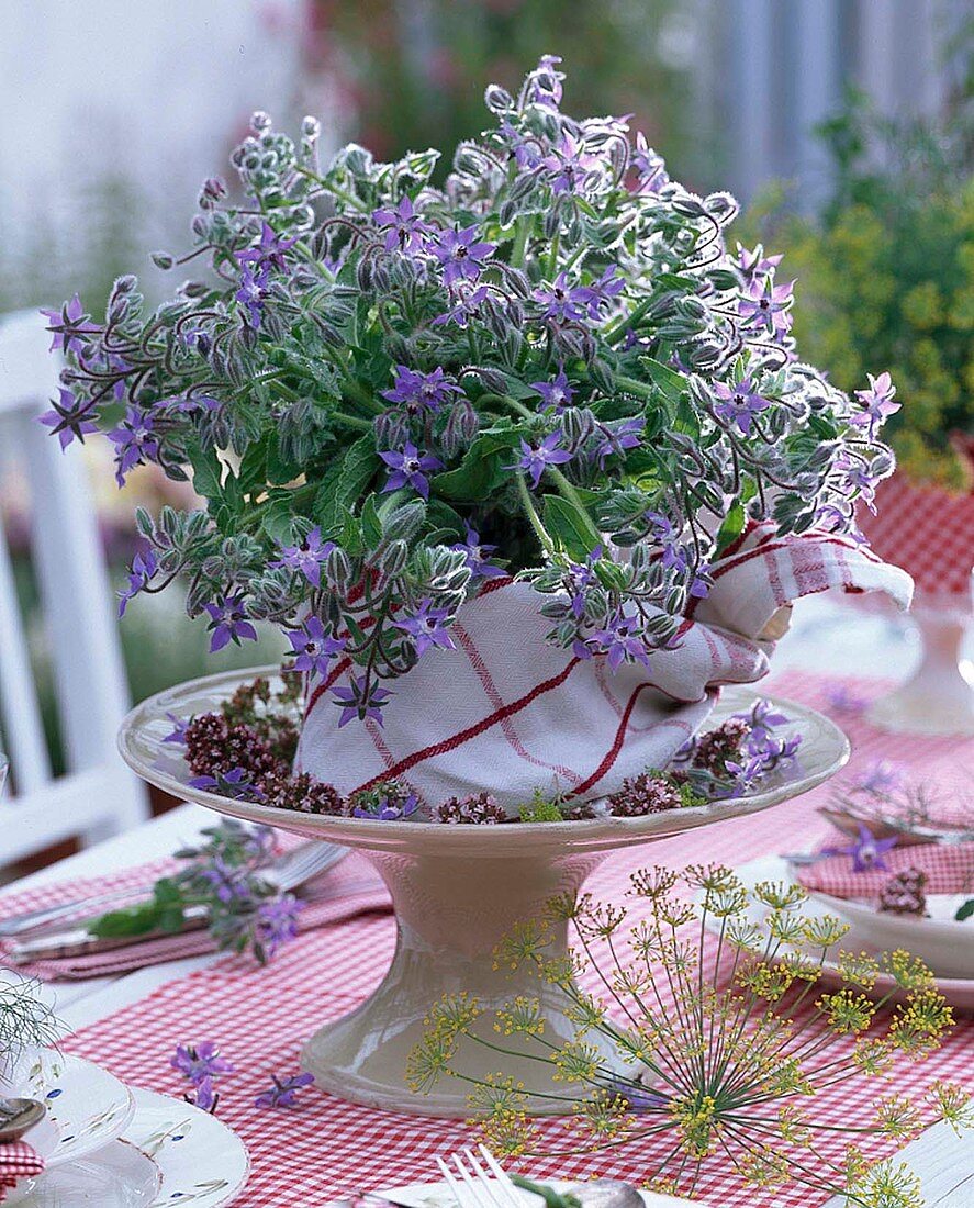 Bouquet of Borago (borage) in glass jar wrapped with kitchen towel